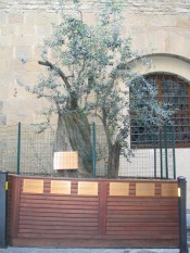 Olive tree on spot where explosion went off near the Uffizi Gallery