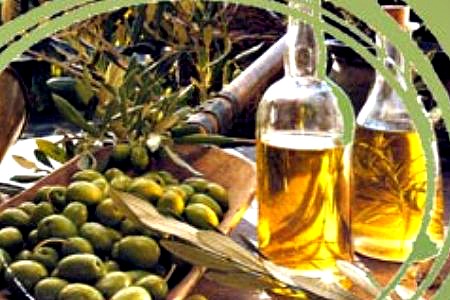 Olives are picked and the fresh olive oil comes out for all to enjoy in November in Florence