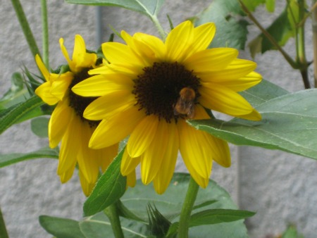 Bee on a sunflower in Florence in Spring