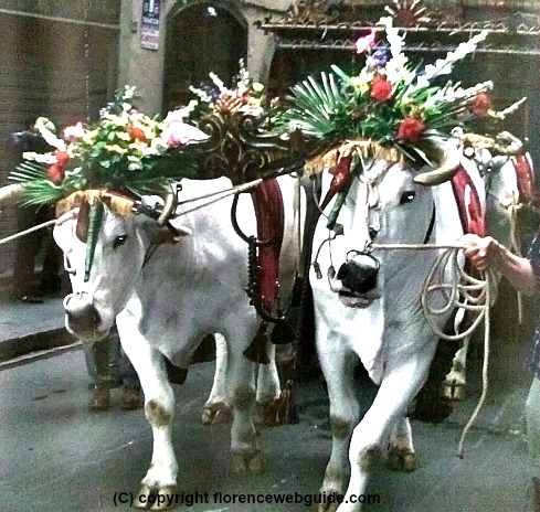 White oxen dressed up to pull Brindellone through the city