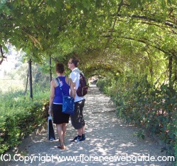 Ivy tunnel in Bardini Garden in summer