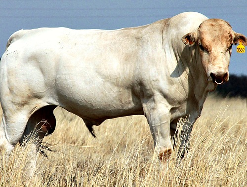 Type of cow called 'Chianina' which is used for the Florence steak