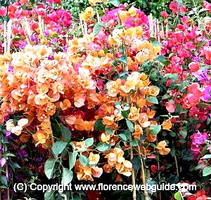 Flowers and plants on exhibit at the Giardino dell'Orticoltura in Florence