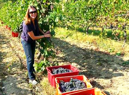 Woman on wine tour gets in on the Brunello harvest action!